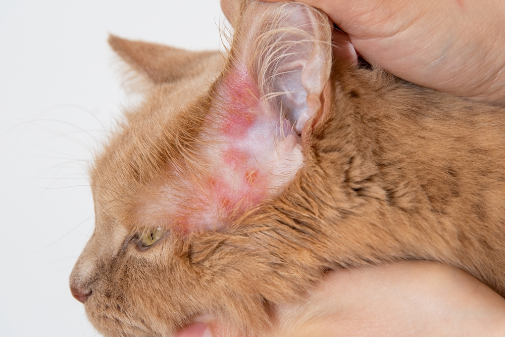 Close-up of a cat’s ear with visible rash, redness, and irritated skin, showing signs of possible infection or allergy.