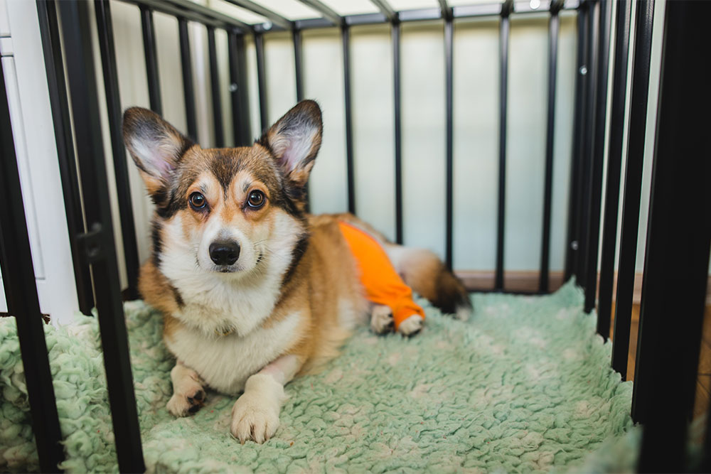 Dog recovering from cruciate ligament (CCL) injury after surgery.